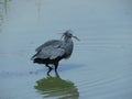 Black Heron / Black Egret Egretta ardesiacca IMG_5425 captured at the Austin Roberts Birds Bird Santuary on 16.11.218