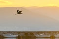 Black heron flying against the sunset and the fishing boats at Nafplio wetland in Greece. Royalty Free Stock Photo