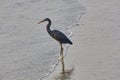 Black heron by the sea Royalty Free Stock Photo