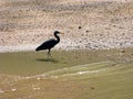 Black heron in water