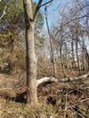 Black hickory tree split by lightening in a wooded area woods or forest