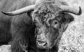 Bull black and white with horns wooly face cow big animal Royalty Free Stock Photo