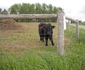 Black Highland Scottish Cow