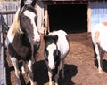 Black Hills wild horses Royalty Free Stock Photo