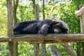 Black Himalayan bear sleeping on a log in nature