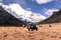 Black Himalayan yak at field agains snow mountain at Yading Nature Reserve, Royalty Free Stock Photo