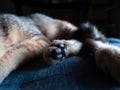 Black Hind Feet of Tabby Kitty Royalty Free Stock Photo