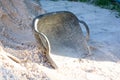 The black hod on sand in sunny day