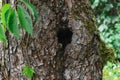 Black hole entry for bird in tree trunk Royalty Free Stock Photo