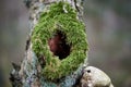 Black hole in tree trunk as entry to bird nest Royalty Free Stock Photo