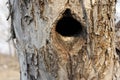 Black hole in a tree trunk, the entrance to the bird& x27;s nest is an old tree, bark