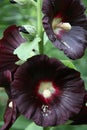 Black Hollyhocks with Pollen Powder