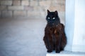 Black, homeless cat,
