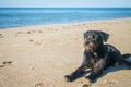 A black homeless dog lies on a deserted sea beach. The dog rests on the ocean shore. A lonely animal is in the sand