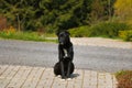 Black homeless dog is seet on pavement. Selective focus.