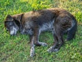 black homeless dog sleeps on the grass. Rest with the dog. Well-fed letter. A