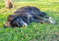 black homeless dog sleeps on the grass. Rest with the dog. Well-fed letter