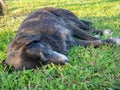 black homeless dog sleeps on the grass. Rest with the dog. Well-fed letter