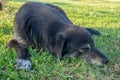 black homeless dog sleeps on the grass. Rest with the dog. Well-fed letter