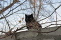 Black homless cat behind branch