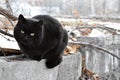 Black homless cat with green eyes behind branch