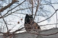 Black homless cat with green eyes behind branch