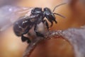 Black honey bee closeup image