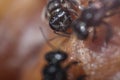 Black honey bee head closeup image