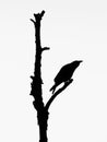 Black hooded crow silhouette