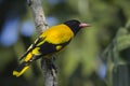 Black-hooded oriole bird in full frame, Nepal