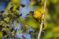 Black-hooded oriole immature in Nepal
