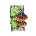 Black hoof mushroom on a mossy tree trunk. Watercolor illustration. Hand drawn Phellinus linteus fungus image. Medicinal Royalty Free Stock Photo