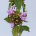 Black horehound (Ballota nigra)