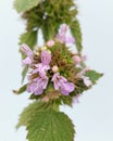 Black horehound (Ballota nigra)