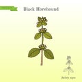 Black horehound Ballota nigra , medicinal plant