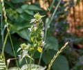 Black horehound or Ballota nigra, medicinal plant. The plant has antispasmodic, sedative and tonic properties