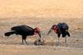 Black hornbills and carcass, bird feeding behavior. Southern ground-hornbill, Bucorvus leadbeateri, largest hornbill in world.