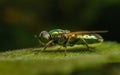 A Black-horned Gem Soldier Fly