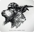 Black horned goat, hand-drawing Royalty Free Stock Photo
