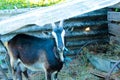 Black horned goat under a slate canopy