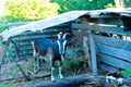 Black horned goat under a slate canopy