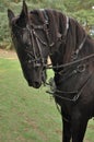 Black Horse Royalty Free Stock Photo