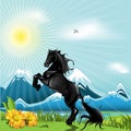 Black horse Royalty Free Stock Photo