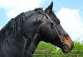 Black Horse Royalty Free Stock Photo