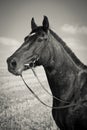 Black Horse Royalty Free Stock Photo