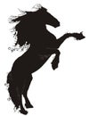 Black Horse Royalty Free Stock Photo