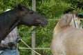 Black Horse and Arabian Horse