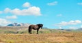 Black horse on the background of Icelandic landscapes