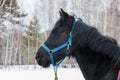Black horse on a background of a winter forest. Close-up