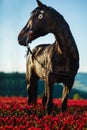 Black horse in beautiful meadow. Red flowers meadow. Royalty Free Stock Photo